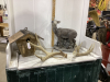 ANTLER SHEDS, BIRDHOUSE, CEMENT DEER ORNAMENT