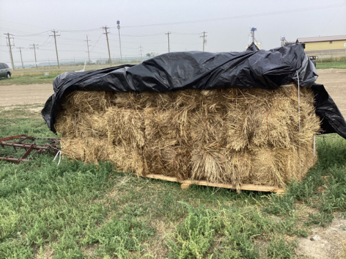 (18) SMALL SQUARE GRASS BALES