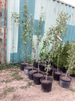 (5) POTTED TOWERING POPLAR TREES- BIDDING ON (1) TREE 5X THE MONEY