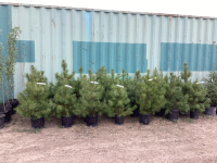 (5)POTTED PINE TREES - BIDDING ON (1) TREE. 5X THE MONEY