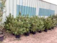 (5) POTTED PINE TREES - BIDDING ON (1) TREE. 5X THE MONEY