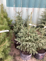 (5) POTTED SPRUCE TREES….BIDDING ON (1) TREE 5X THE MONEY