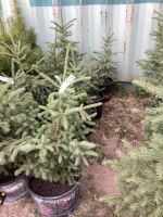 (5) POTTED SPRUCE TREES….BIDDING ON (1) TREE 5X THE MONEY