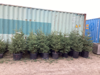 (5) POTTED SPRUCE TREES…BIDDING ON (1) TREE 5X THE MONEY