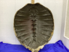 LARGE TURTLE SHELL - 2