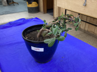 JADE PLANT IN BLUE PLASTIC POT