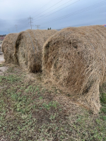 Three large round bales 2nd cut alfalfa / grass hay 70/30 ( bidding per bale )