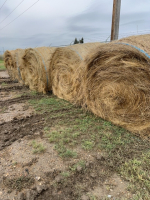 10 round bales crested wheat hay ( bidding per bale )