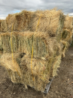 11 small square bales of crested wheat hay