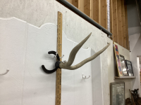 ANTLER HAT RACK W/ HORSEHOE BASE