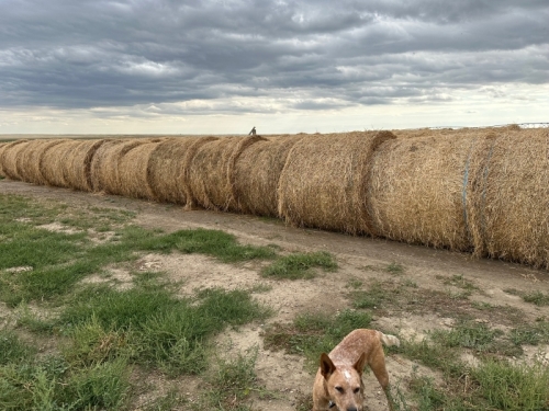 STACK #1 - LOAD 1 , LOCATED AT ROSEMARY AB.