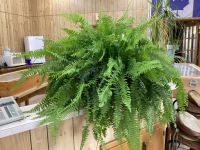 LARGE BOSTON FERN