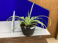 SPIDER PLANT