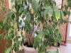 LARGE FICUS TREE - 2