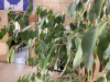 LARGE FICUS TREE - 3