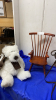 DECOR SLEIGH, LITTLE ROCKING CHAIR, STUFFY - 3