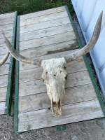 Full longhorn skull