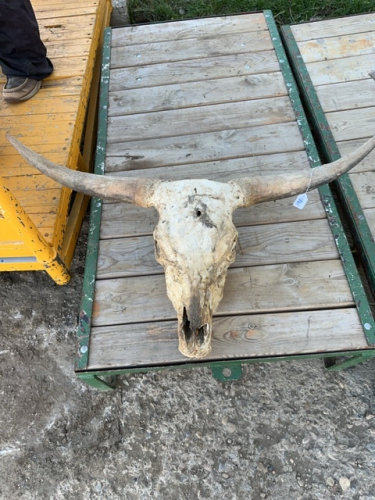 Longhorn skull