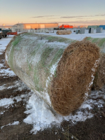 Four small round bales of 2024 , 2nd cut alfalfa / grass hay