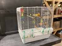 BIRD CAGE WITH SOME TOYS