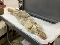COYOTE PELT