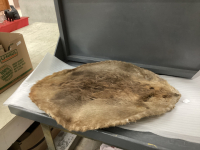 BEAVER PELT